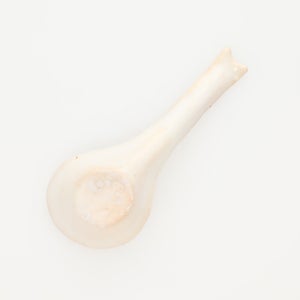 散蓮華 志野 0798