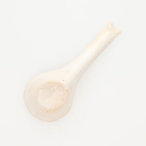 散蓮華 志野 0799