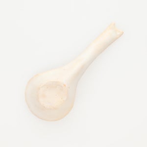 散蓮華 志野 0800