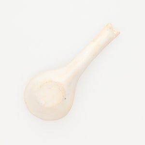 散蓮華 志野 0804