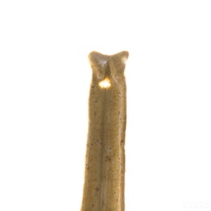 散蓮華 松灰 0568