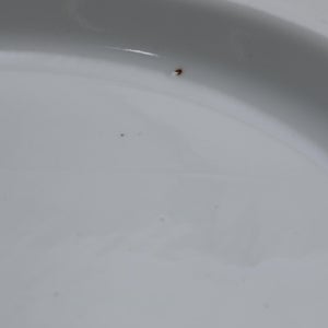 白吉 1353