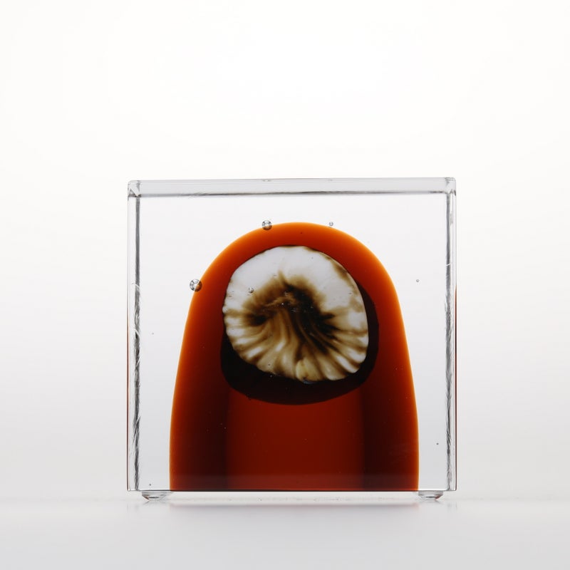 1977年から続くアニュアルキューブ | iittala / Annual cube
