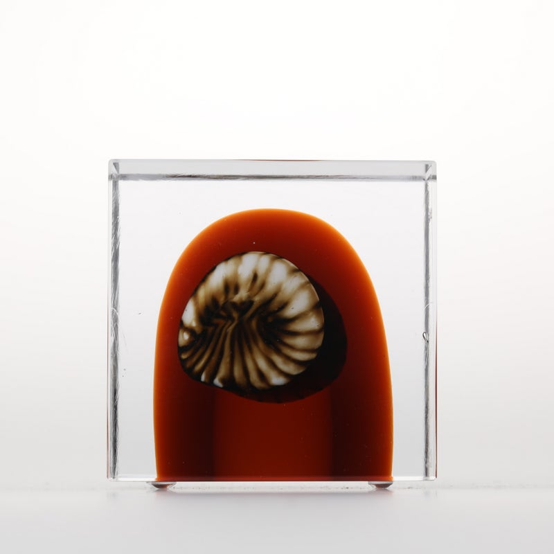 1977年から続くアニュアルキューブ | iittala / Annual cube