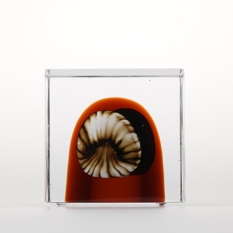 1977年から続くアニュアルキューブ | iittala / Annual cube