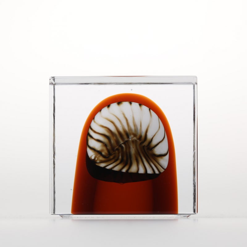 1977年から続くアニュアルキューブ | iittala / Annual cube