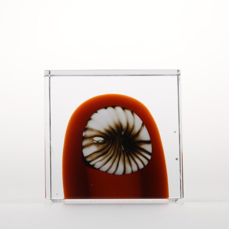 1977年から続くアニュアルキューブ | iittala / Annual cube