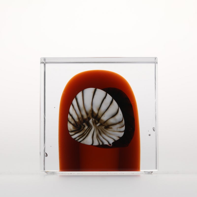 1977年から続くアニュアルキューブ | iittala / Annual cube