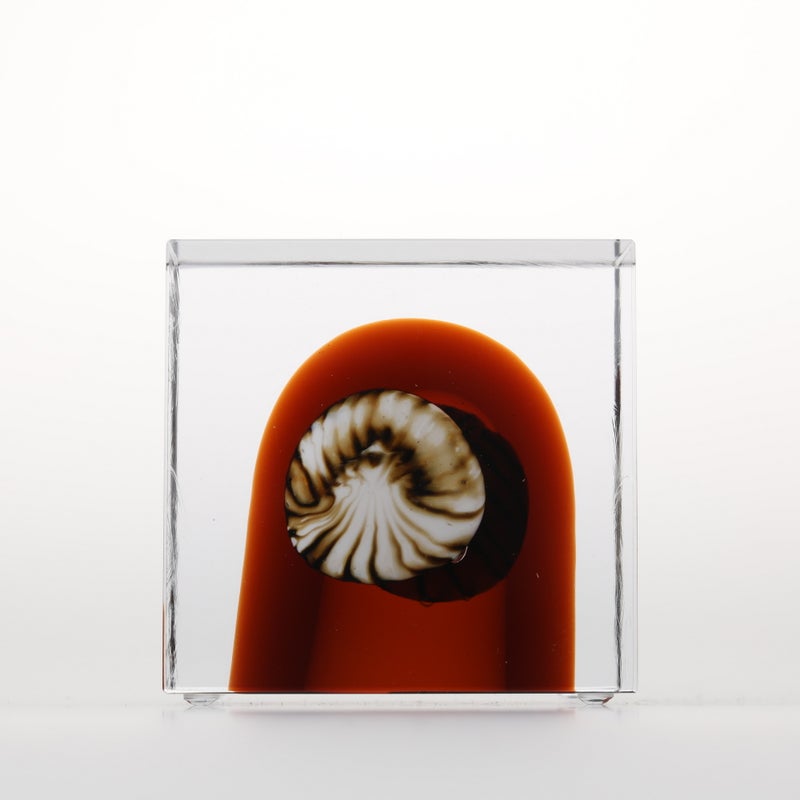 1977年から続くアニュアルキューブ | iittala / Annual cube