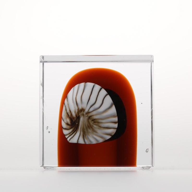 1977年から続くアニュアルキューブ | iittala / Annual cube