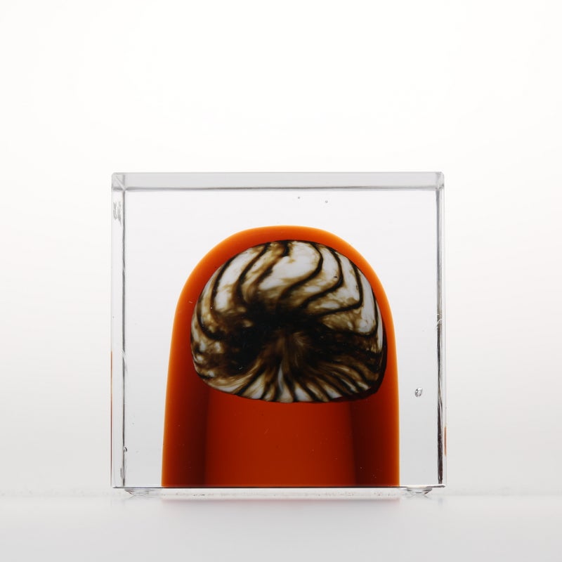 1977年から続くアニュアルキューブ | iittala / Annual cube