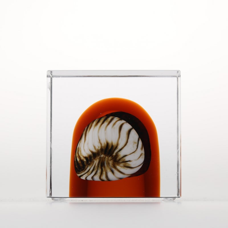 1977年から続くアニュアルキューブ | iittala / Annual cube