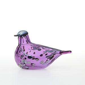Birds Amethyst bird 0289