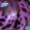 Birds Amethyst bird 554
