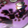 Birds Amethyst bird 583