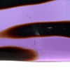Birds Amethyst bird 886