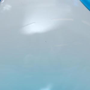 Birds Ano ターコイズ 0236