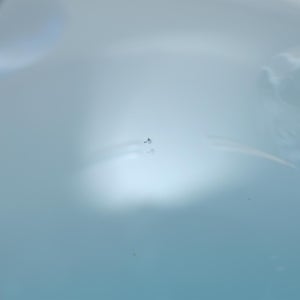 Birds Ano ターコイズ 0243