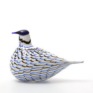 Birds Blue Charadrius 0006