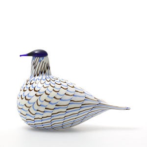 Birds Blue Charadrius 0008