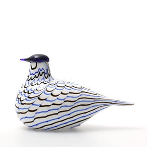 Birds Blue Charadrius 0013
