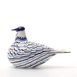 Birds Blue Charadrius 0014