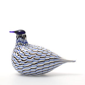 Birds Blue Charadrius 0015