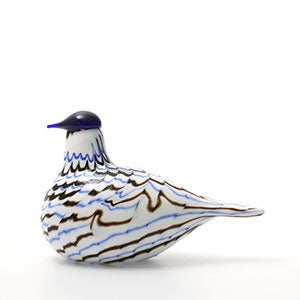 Birds Blue Charadrius 0017