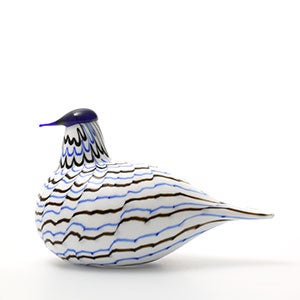 Birds Blue Charadrius 0019