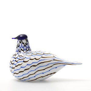 Birds Blue Charadrius 0020