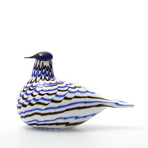 Birds Blue Charadrius 0028