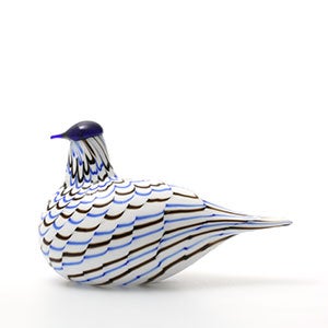 Birds Blue Charadrius 0030