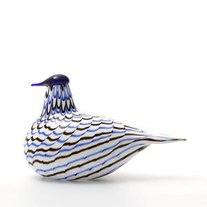 Birds Blue Charadrius 0031