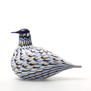 Birds Blue Charadrius 0040