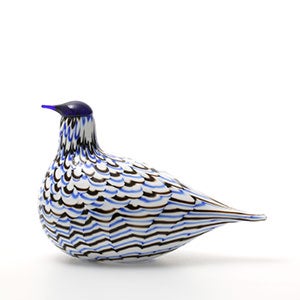 Birds Blue Charadrius 0041