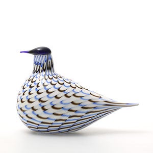 Birds Blue Charadrius 0042