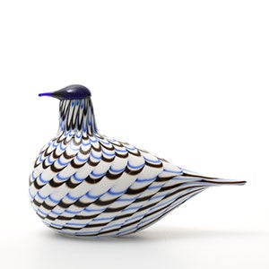 Birds Blue Charadrius 0043