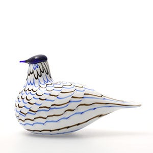 Birds Blue Charadrius 0044