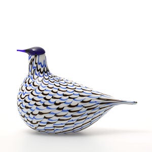 Birds Blue Charadrius 0049