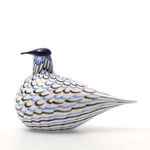 Birds Blue Charadrius 0051