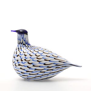 Birds Blue Charadrius 0052