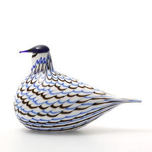 Birds Blue Charadrius 0054