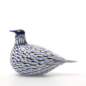 Birds Blue Charadrius 0055