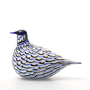 Birds Blue Charadrius 0056