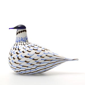 Birds Blue Charadrius 0057