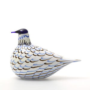 Birds Blue Charadrius 0060