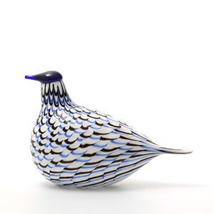 Birds Blue Charadrius 0061