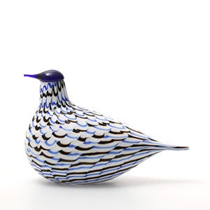 Birds Blue Charadrius 0063