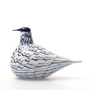 Birds Blue Charadrius 0064