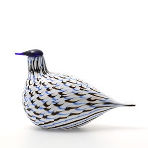 Birds Blue Charadrius 0067